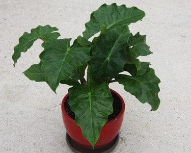 Alocasia Low Rider Tropical Houseplant in 4